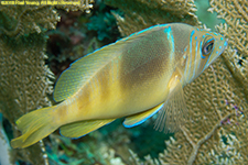 barred hamlet